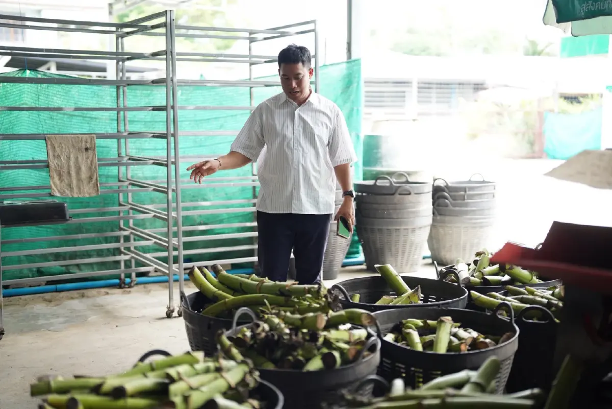 โมเดลปันกัน 'กล้วยสมุทรสงคราม' สร้างงาน สร้างรายได้ชุมชนยั่งยืน