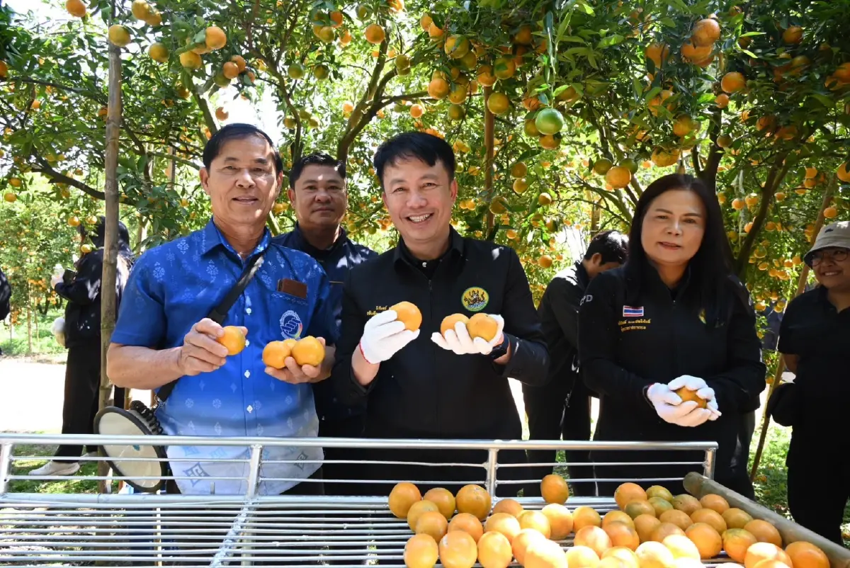 ‘ส้มสายน้ำแร่ อ. ฝาง’ ของดี GI ล็อตสุดท้ายรับไหว้ตรุษจีน