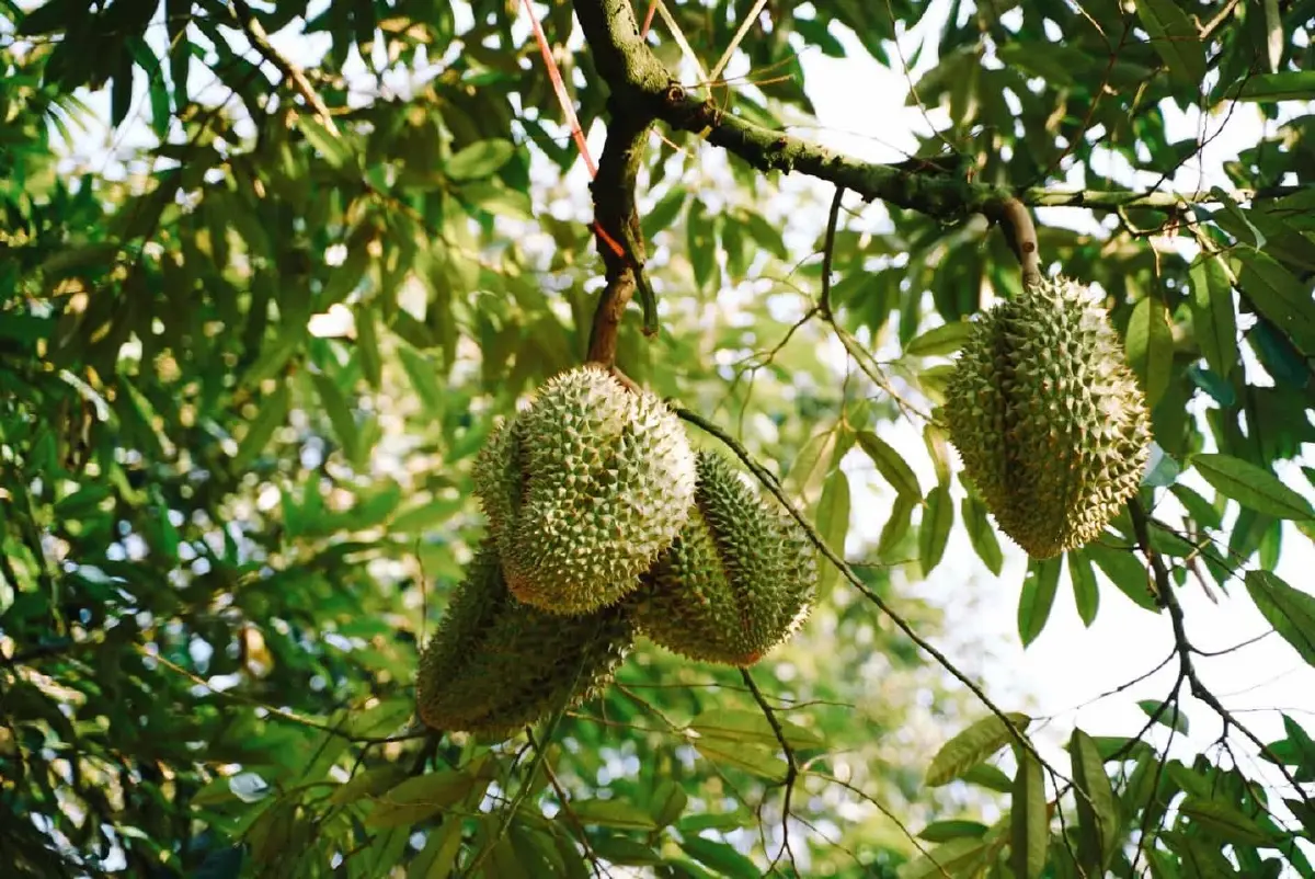 เกษตรฯ ประกาศวันเก็บเกี่ยวทุเรียนภาคตะวันออก  ปี  69 เน้นผลิตปลอดภัย