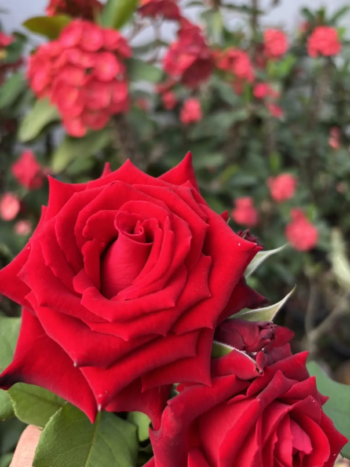 ความหมาย ดอกกุหลาบ แต่ละสีสื่ออะไร ทำไมต้องมอบช่อดอกไม้ วาเลนไทน์