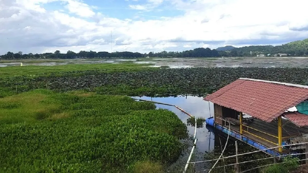 โลกเปลี่ยน พื้นที่ชุ่มน้ำป่วย กับความเร่งด่วนในการฟื้นฟูภูมิคุ้มกันทางธรรมชาติ 
