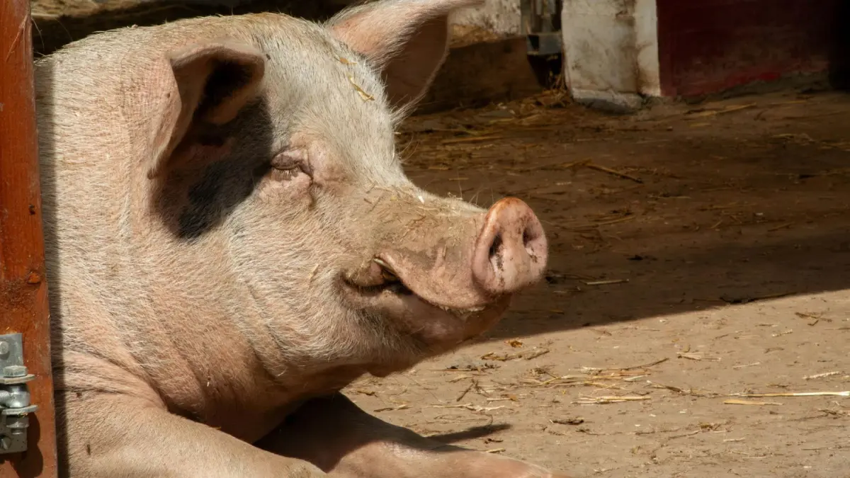 ปศุสัตว์เร่งเครื่องเจรจาสิงคโปร์ เปิดตลาดส่งออกหมูไทยเพิ่ม