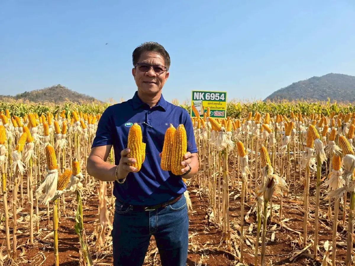 ซินเจนทาเปิดตัวข้าวโพด NK 6954 นวัตกรรมใหม่ เพิ่มทางเลือกเกษตรกร