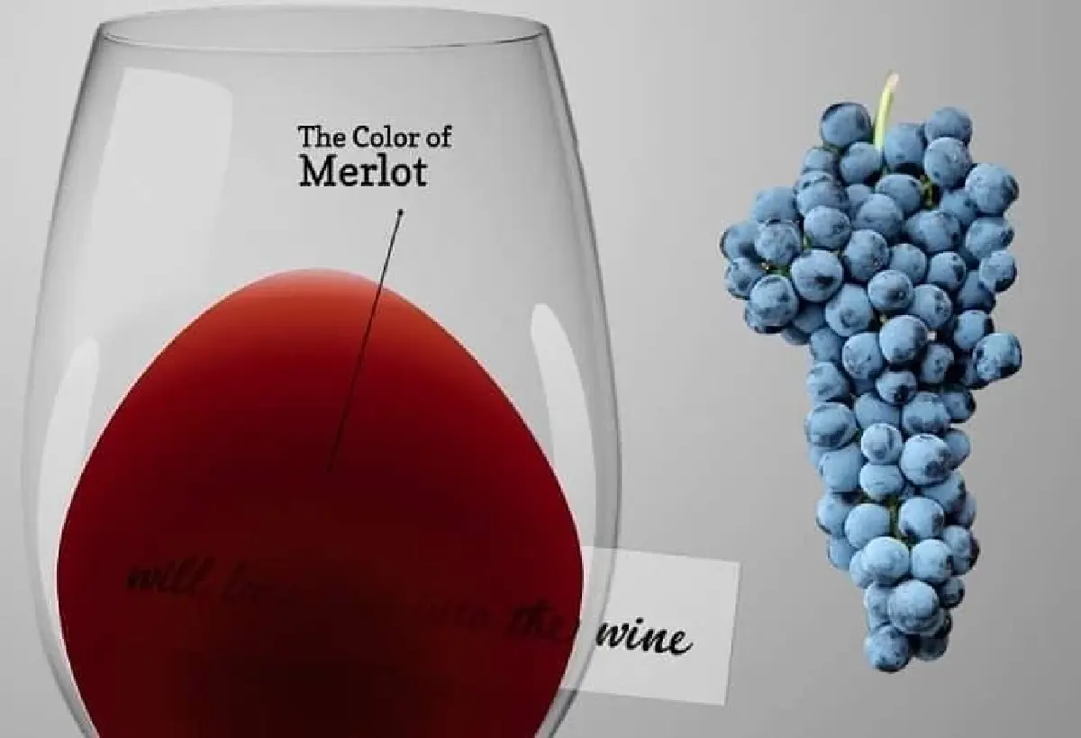 แมร์กโลต์ : ความนุ่มนวลที่ทรงพลัง