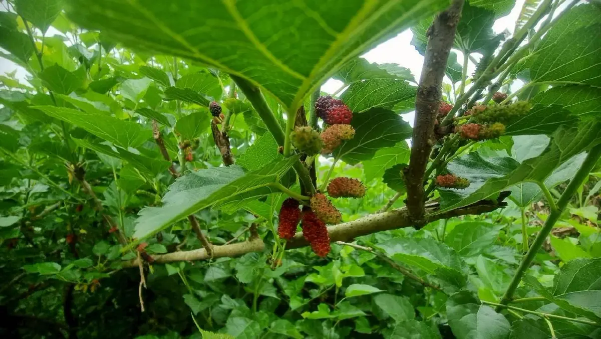 สศก. กางแผนพัฒนาเกษตรอินทรีย์ รุกมาตรฐานเจาะตลาดพรีเมี่ยม