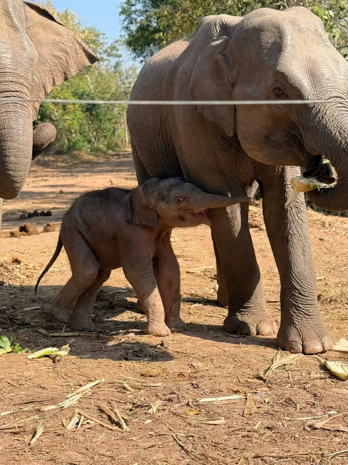 ชมความน่ารัก 'น้องกุมภา' ลูกช้างป่า วัย 7 วัน สมาชิกใหม่ป่าซับลังกา