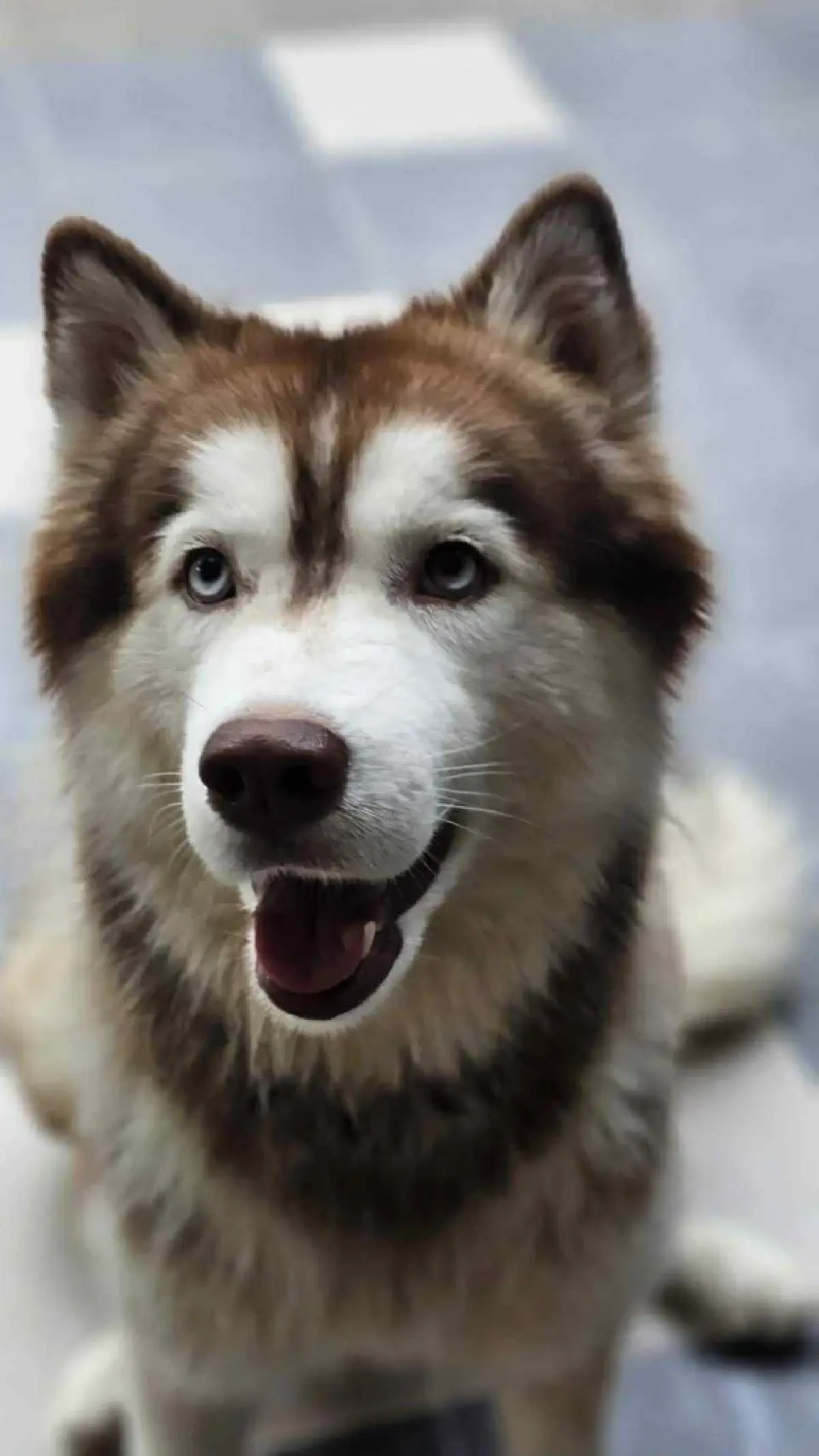 เศร้า 'หมามอลลี่' จากไปแล้ววันนี้ หลังถูกทำร้ายหนัก บาดเจ็บสาหัส