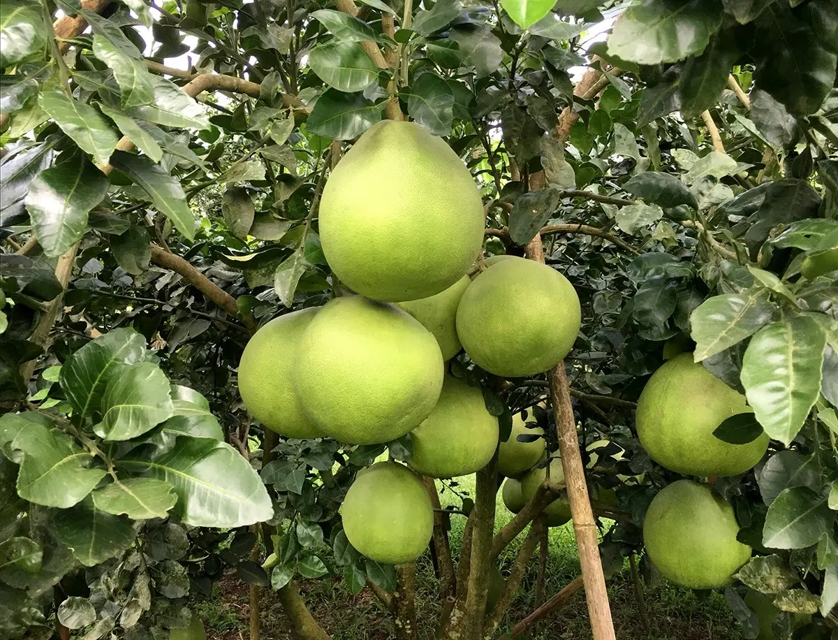 กรมวิชาการเกษตร 'ดันส้มโอ ลำไย มะละกอดิบ ' บุกตลาดเกาหลีใต้