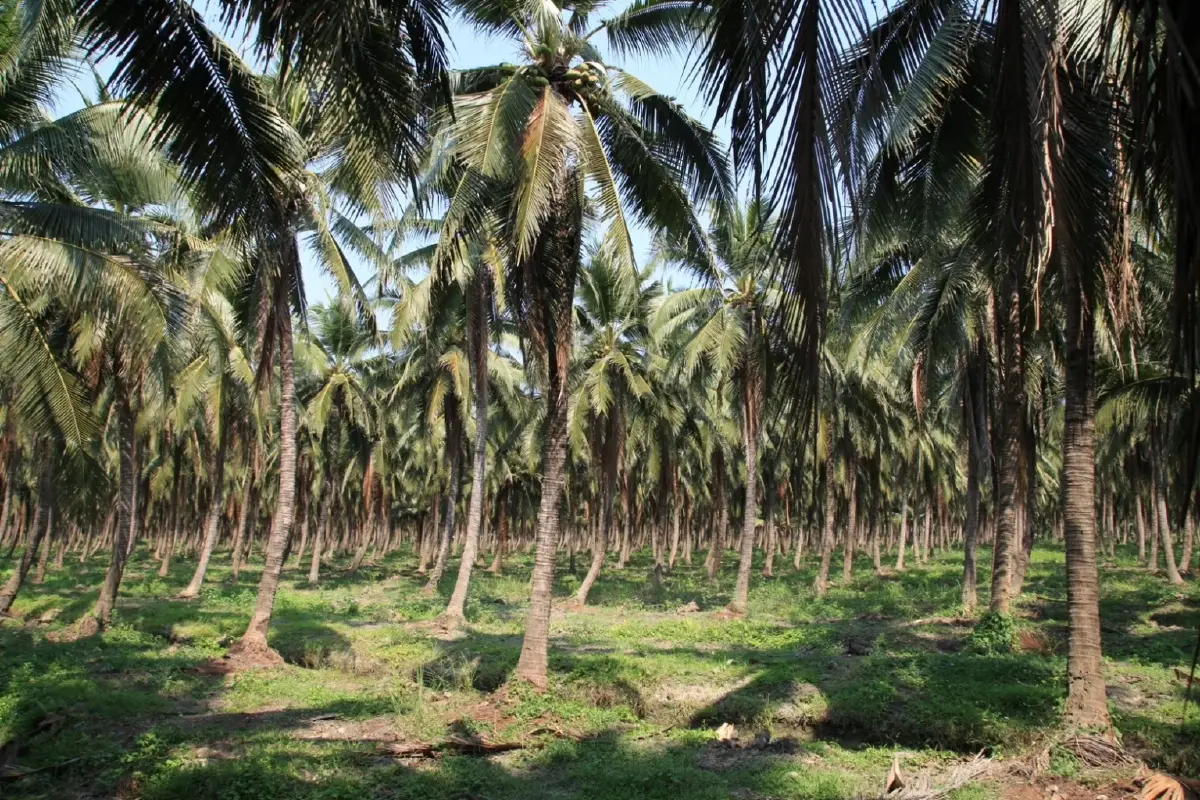 พาณิชย์ รุกแก้ปัญหา 'มะพร้าวน้ำหอม' ราคาตกต่ำ ลุยตรวจล้งเข้าข่ายนอมินี - ขยายตลาดใหม่
