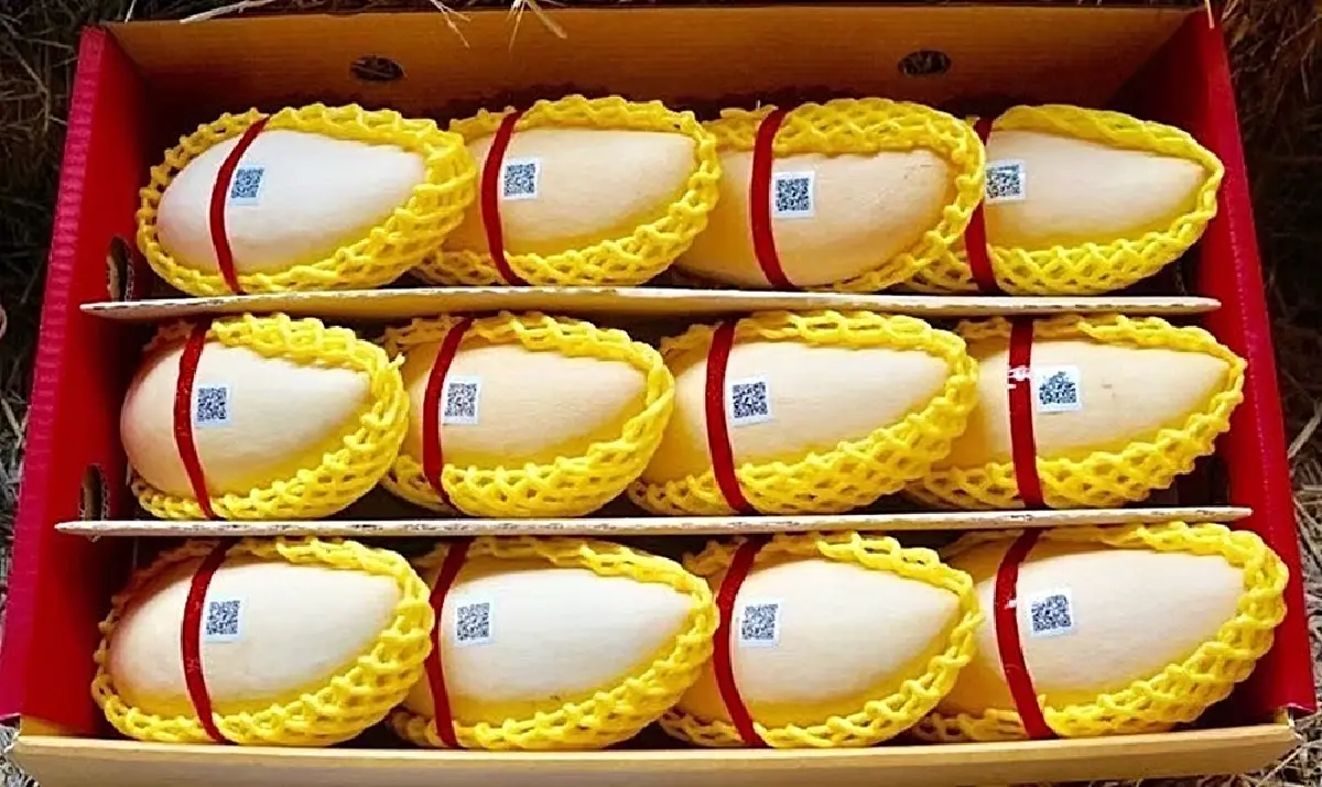 เปิดโผ Top 5 'มะม่วง GI' มูลค่าสูง ชูจุดแข็งอัตลักษณ์พื้นถิ่น คุณภาพมาตรฐานโลก