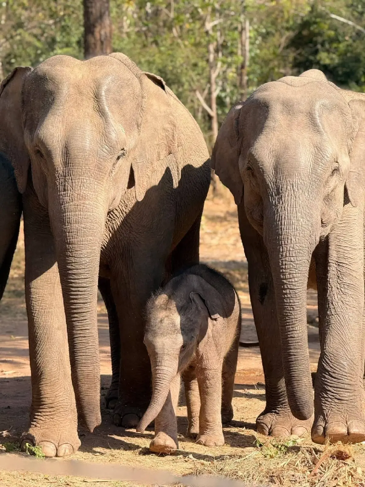 ชมความน่ารัก 'น้องกุมภา' ลูกช้างป่า วัย 7 วัน สมาชิกใหม่ป่าซับลังกา