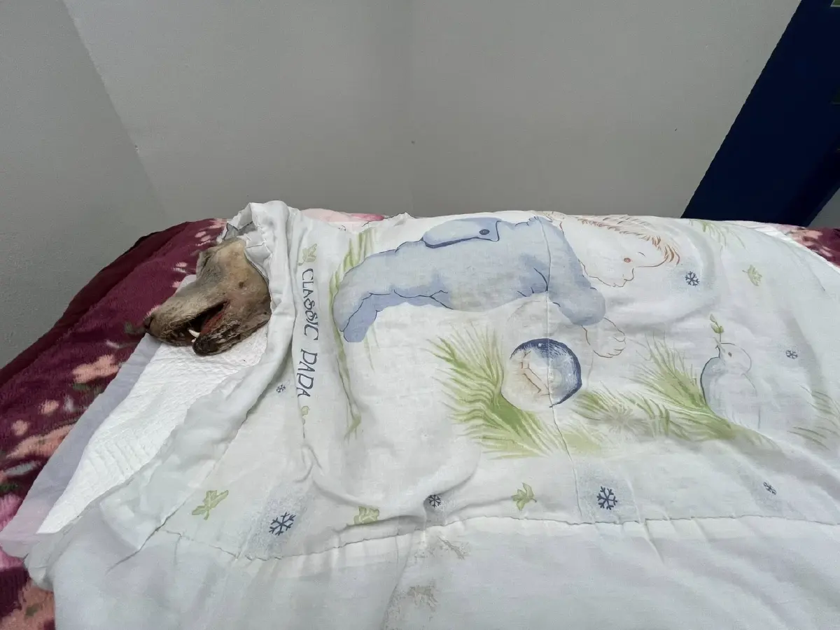 เศร้า 'หมามอลลี่' จากไปแล้ววันนี้ หลังถูกทำร้ายหนัก บาดเจ็บสาหัส