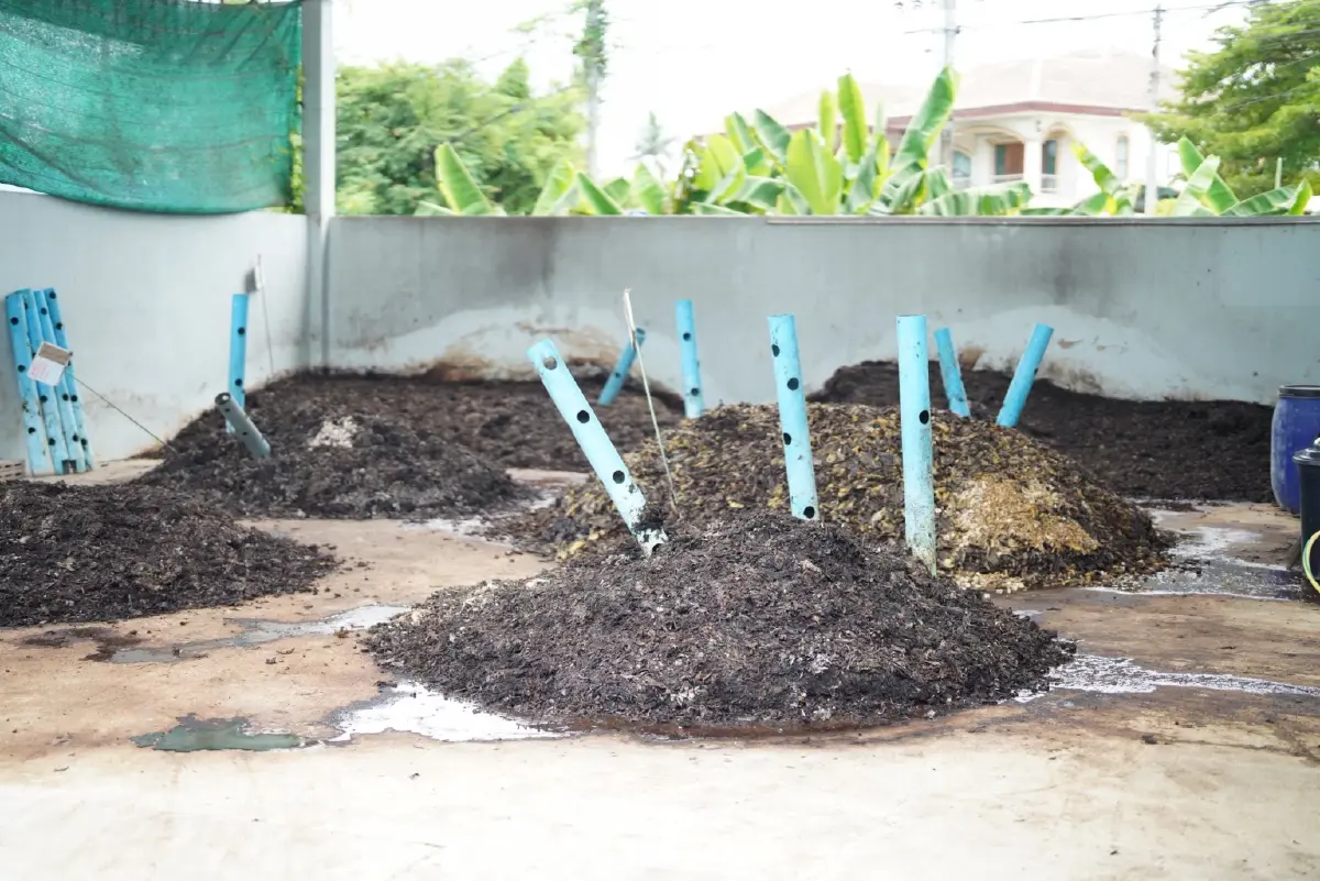 โมเดลปันกัน 'กล้วยสมุทรสงคราม' สร้างงาน สร้างรายได้ชุมชนยั่งยืน