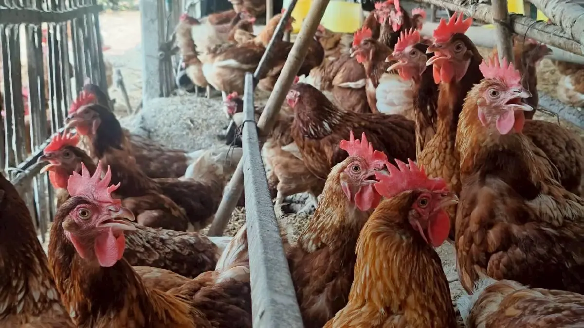 สศก. กางแผนพัฒนาเกษตรอินทรีย์ รุกมาตรฐานเจาะตลาดพรีเมี่ยม