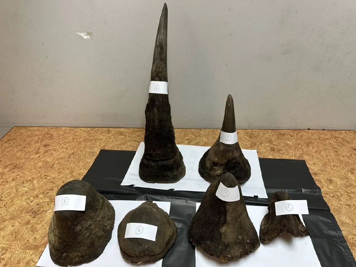 รวบคาสุวรรณภูมิ! หนุ่มเวียดนามลอบขน 'นอแรด' 11 กก. จากคองโกผ่านไทยไปปท.เพื่อนบ้าน