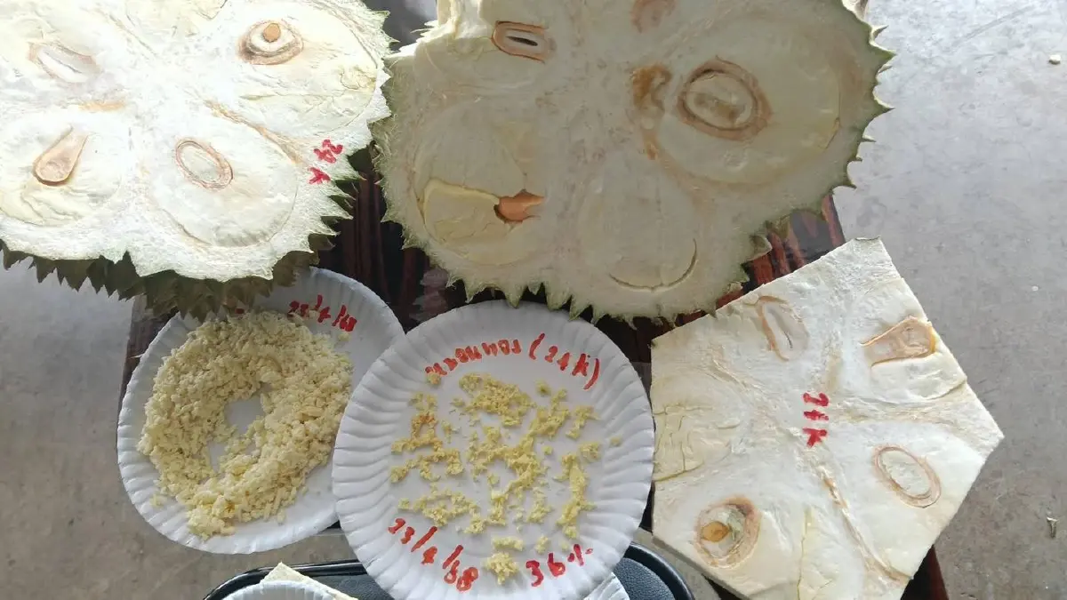 เกษตรฯ ประกาศวันเก็บเกี่ยวทุเรียนภาคตะวันออก  ปี  69 เน้นผลิตปลอดภัย