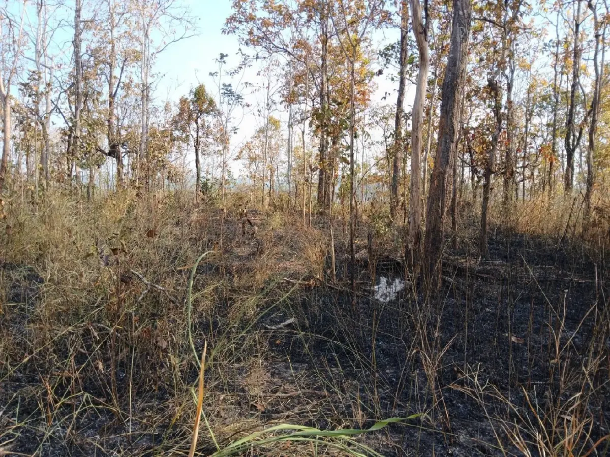 ภูผายลระอุ ไฟป่าถล่มวอด 7 ไร่ เผยต้นเหตุ 'หาของป่า' ทำพังพินาศ