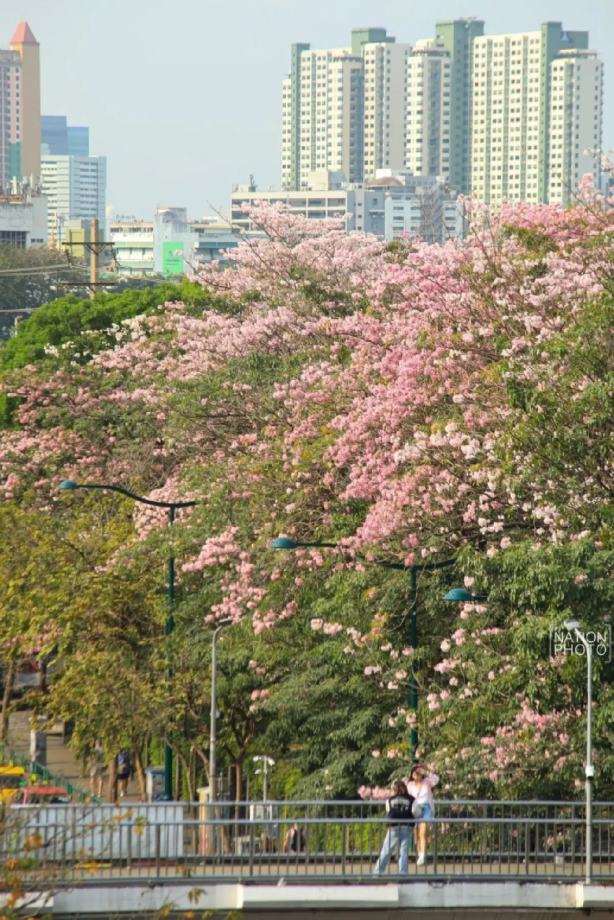 ชมพูพันธุ์ทิพย์ บานสะพรั่งรับวาเลนไทน์ สวนจตุจักร ติด BTS หมอชิต
