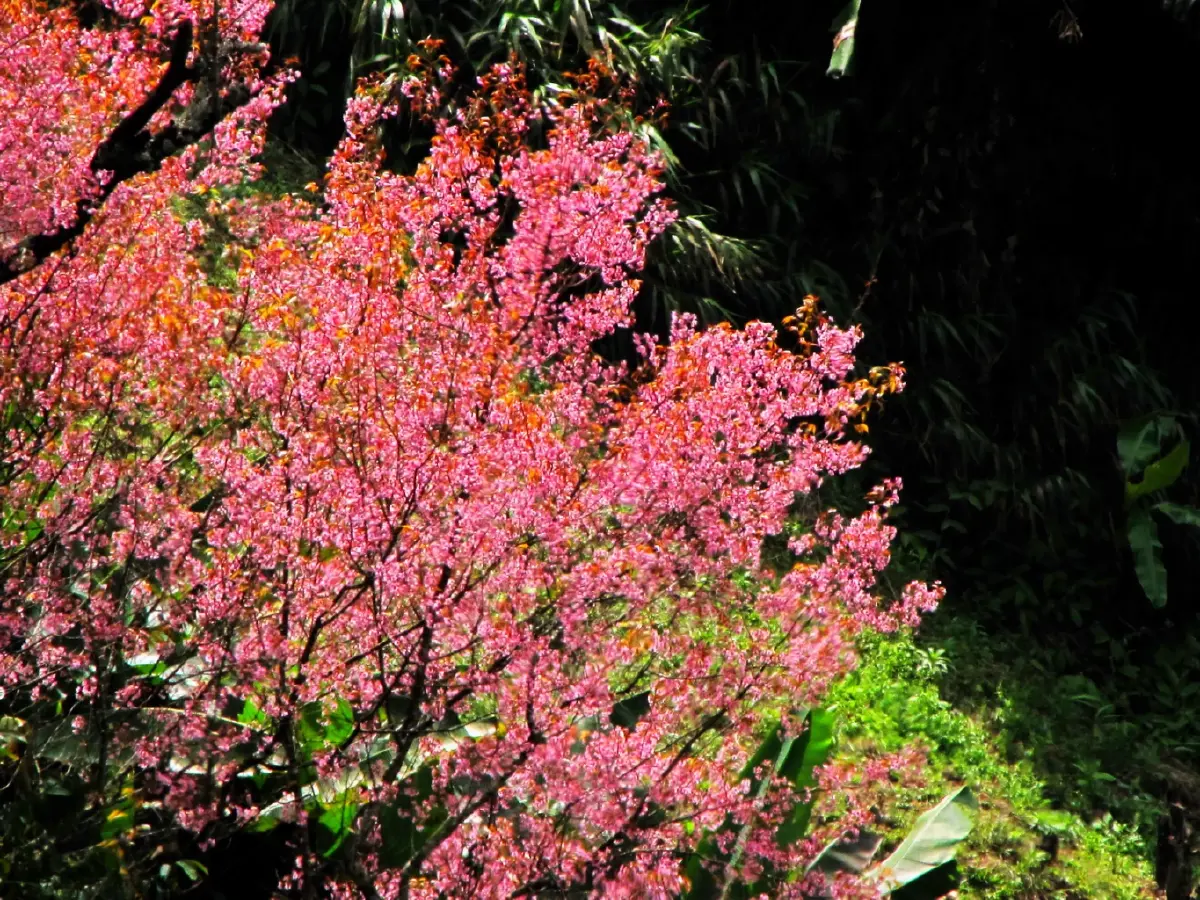 ภูทับเบิก...เมื่อก่อนเก่า