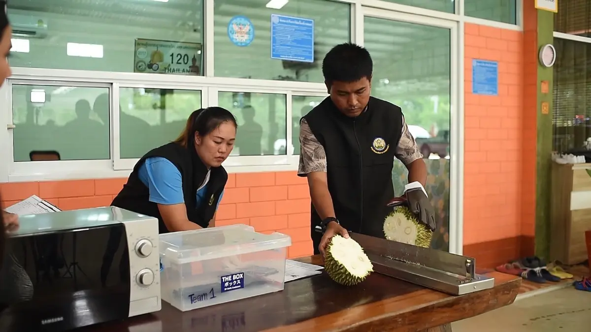 กรมวิชาการเกษตร ระดมเจ้าหน้าที่เตรียมส่งออกทุเรียน ป้องตลาดจีนแสนล้าน
