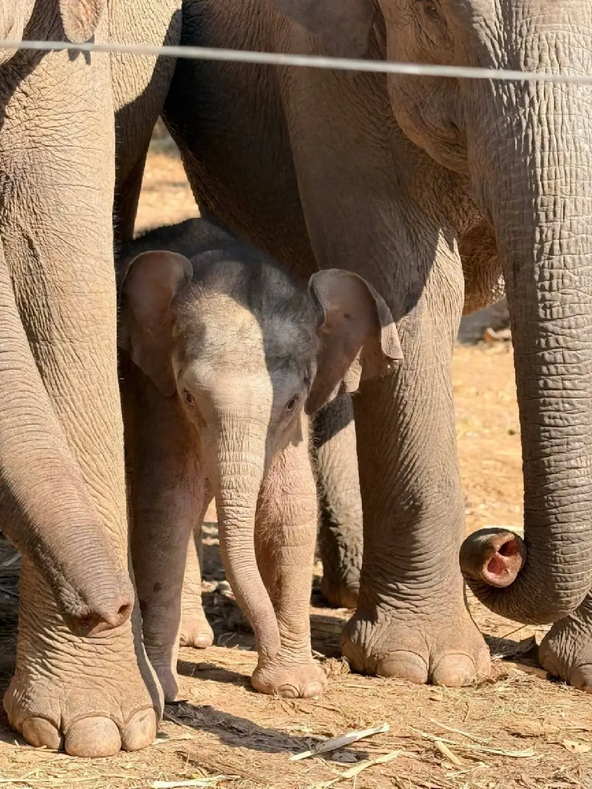 ชมความน่ารัก 'น้องกุมภา' ลูกช้างป่า วัย 7 วัน สมาชิกใหม่ป่าซับลังกา