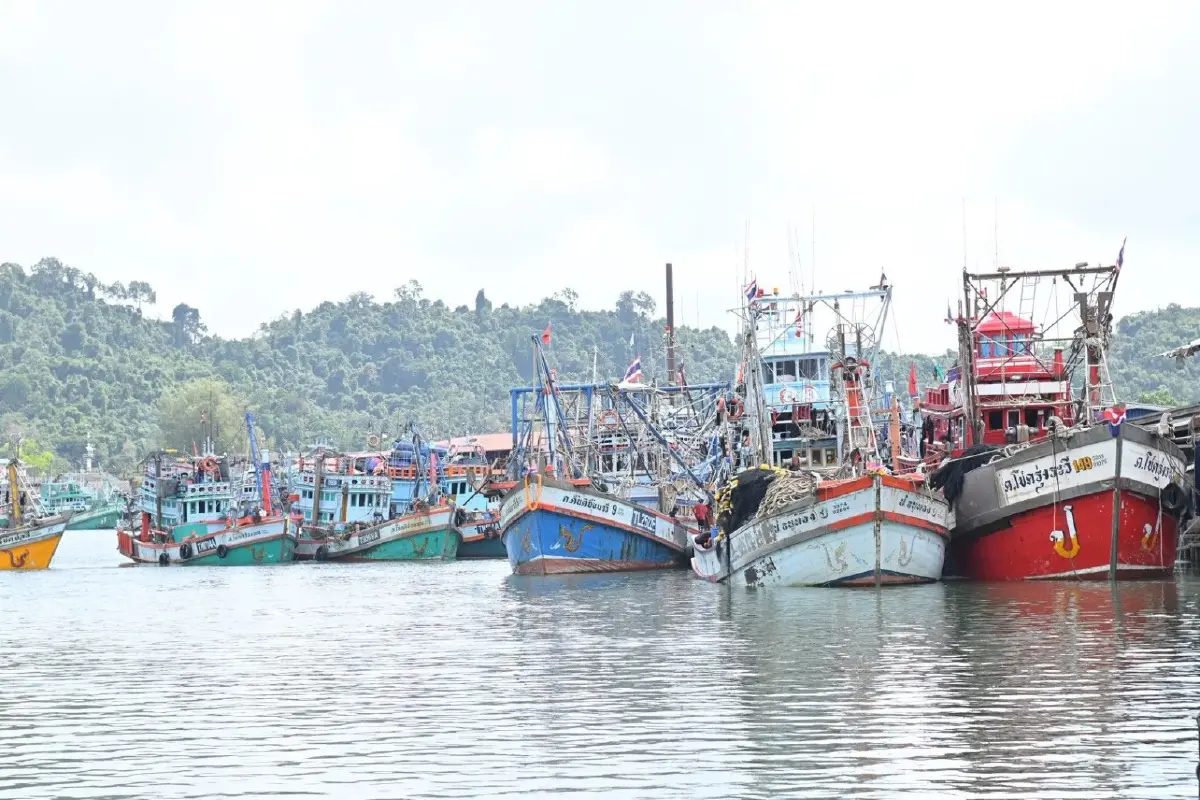 'กรมประมง' ปิดอ่าวไทย คุ้มครองปลาทูวางไข่ ปี 2569   ฟื้นระบบนิเวศ