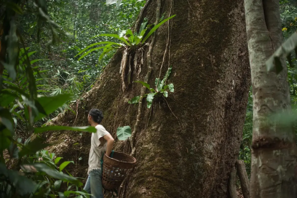 'สวรรค์บนดิน' มากกว่าร้านชา โมเดลเศรษฐกิจเพื่อชุมชนและผืนป่าเชียงราย