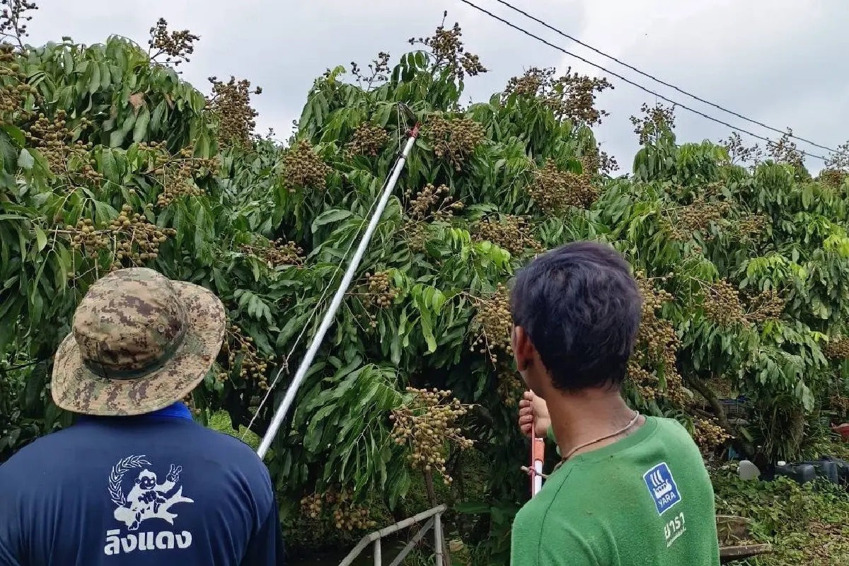 น้ำหมักชีวภาพ สูตรลับหวานกรอบ เนื้อแน่นของลำไยพวงทองที่บ้านแพ้ว
