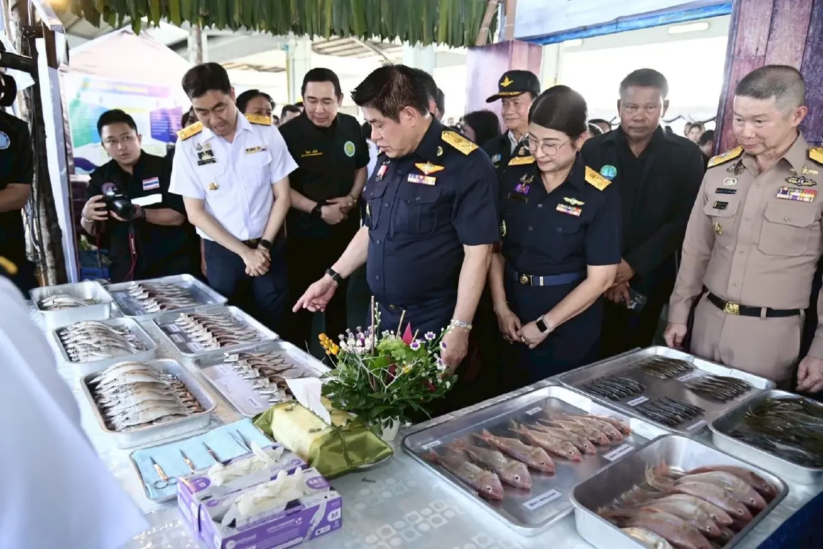 'กรมประมง' ปิดอ่าวไทย คุ้มครองปลาทูวางไข่ ปี 2569   ฟื้นระบบนิเวศ