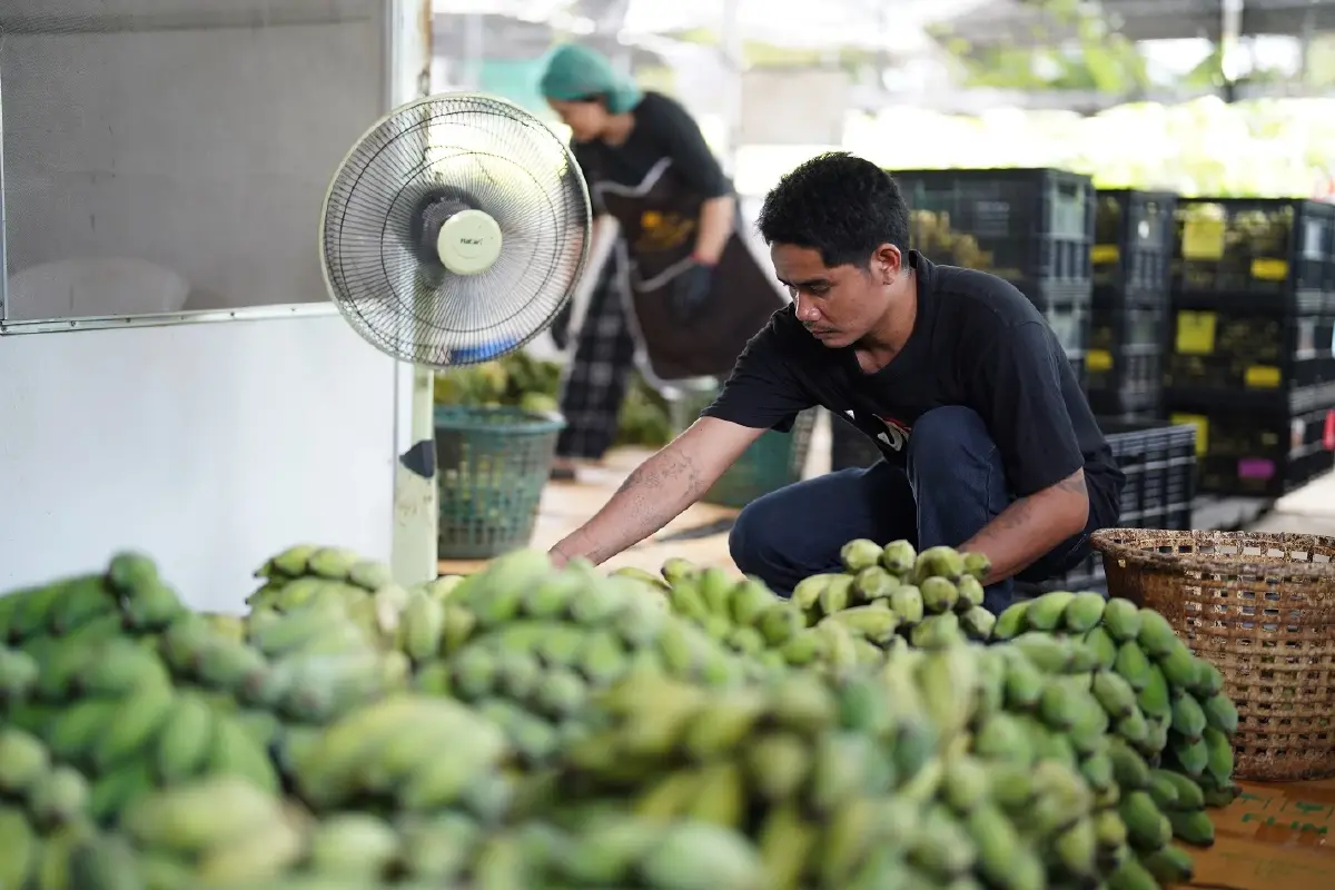 โมเดลปันกัน 'กล้วยสมุทรสงคราม' สร้างงาน สร้างรายได้ชุมชนยั่งยืน