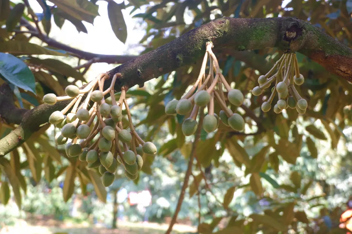 กรมส่งเสริมการเกษตร สั่งเข้มทุเรียน ตรวจก่อนตัด ดันส่งออก คาดผลิต 1.8 ล้านตัน