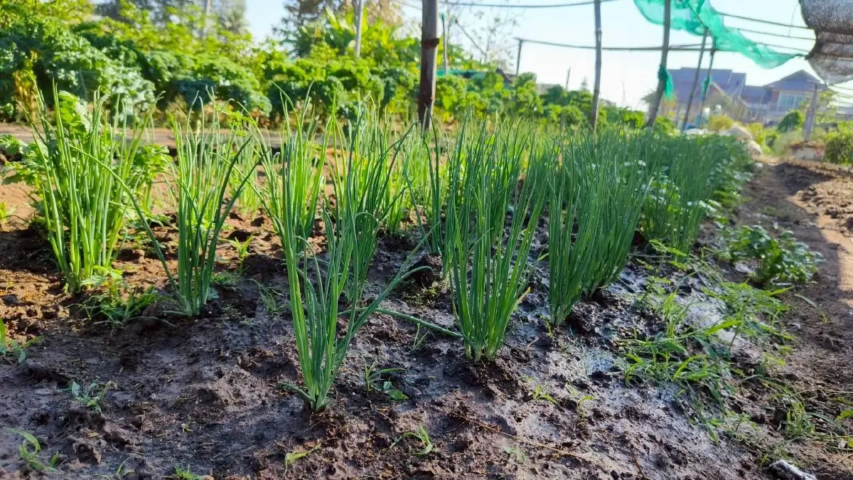 สศก. กางแผนพัฒนาเกษตรอินทรีย์ รุกมาตรฐานเจาะตลาดพรีเมี่ยม