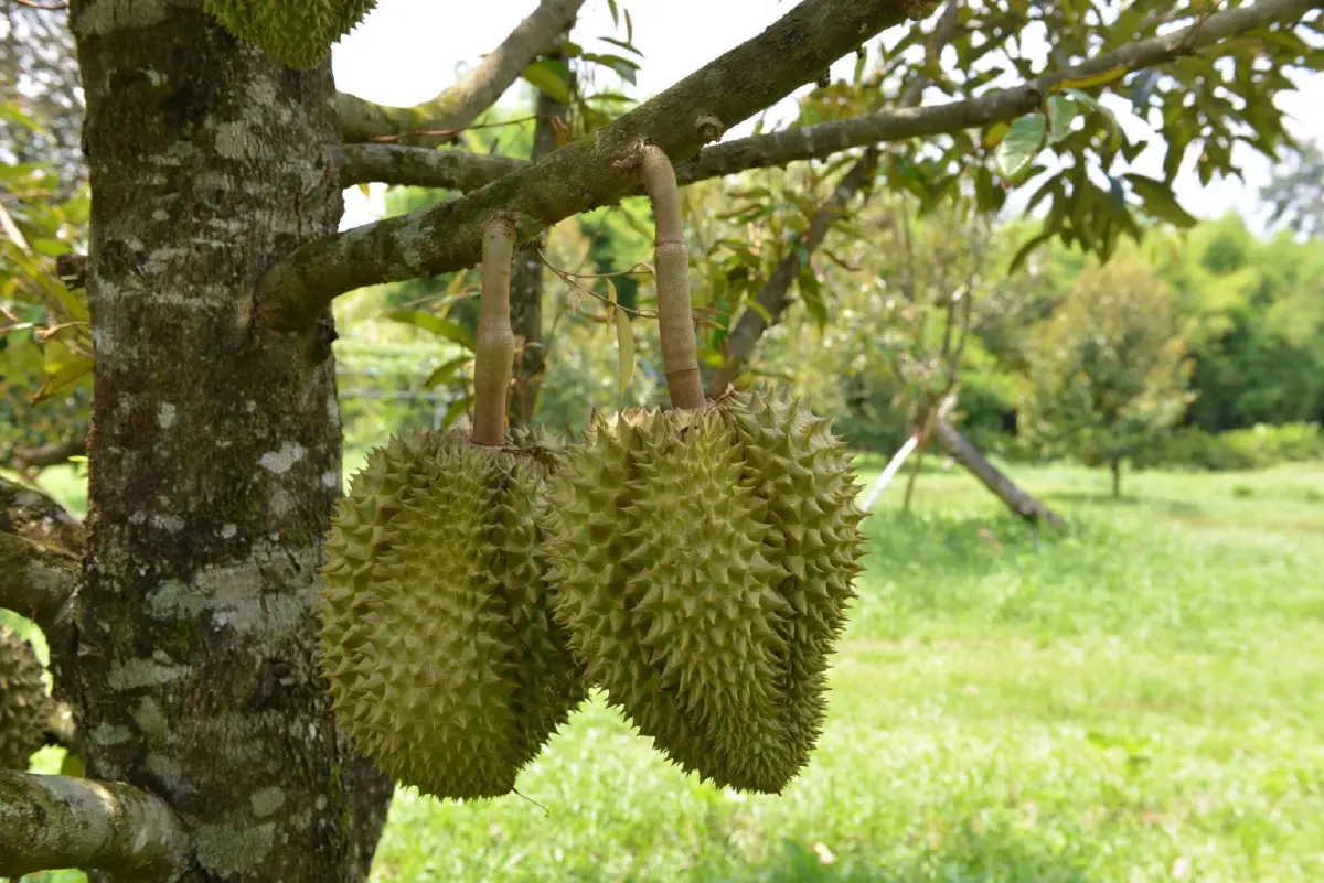 กรมวิชาการฯ เข้มทุเรียนส่งออก ย้ำ 4 ไม่ ฝ่าฝืนระงับทันที
