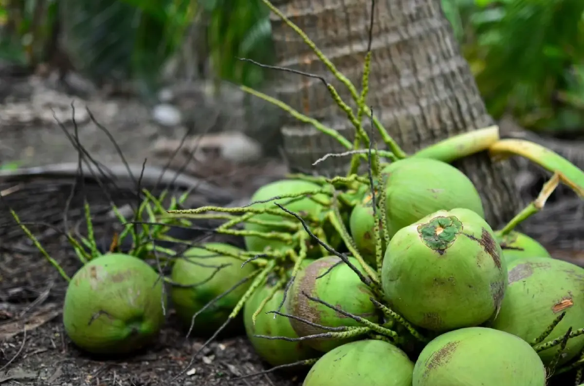 พาณิชย์ รุกแก้ปัญหา 'มะพร้าวน้ำหอม' ราคาตกต่ำ ลุยตรวจล้งเข้าข่ายนอมินี - ขยายตลาดใหม่