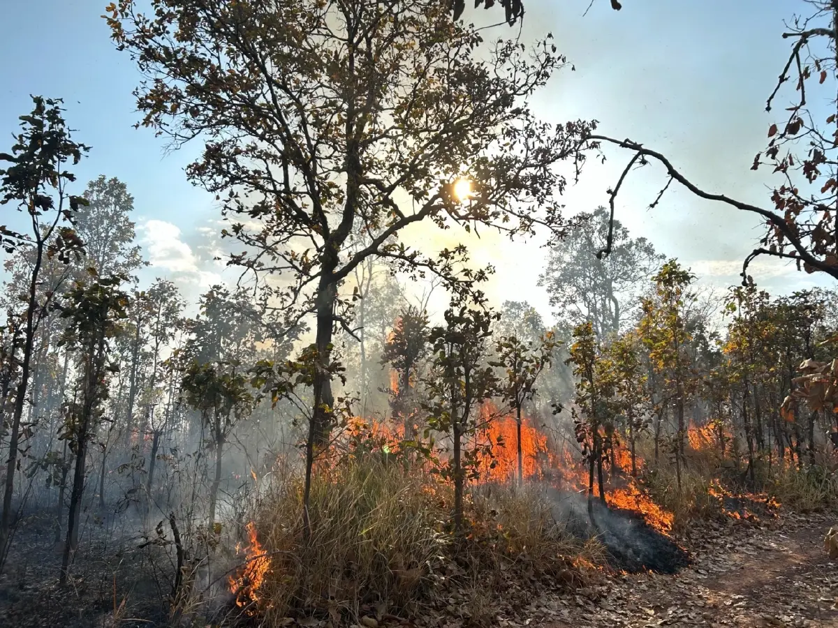 ภูผายลระอุ ไฟป่าถล่มวอด 7 ไร่ เผยต้นเหตุ 'หาของป่า' ทำพังพินาศ