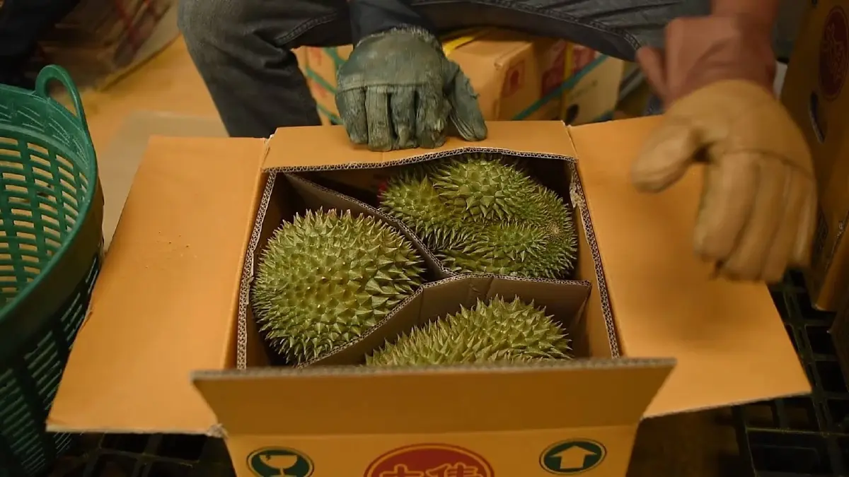 กรมวิชาการฯ เข้มทุเรียนส่งออก ย้ำ 4 ไม่ ฝ่าฝืนระงับทันที