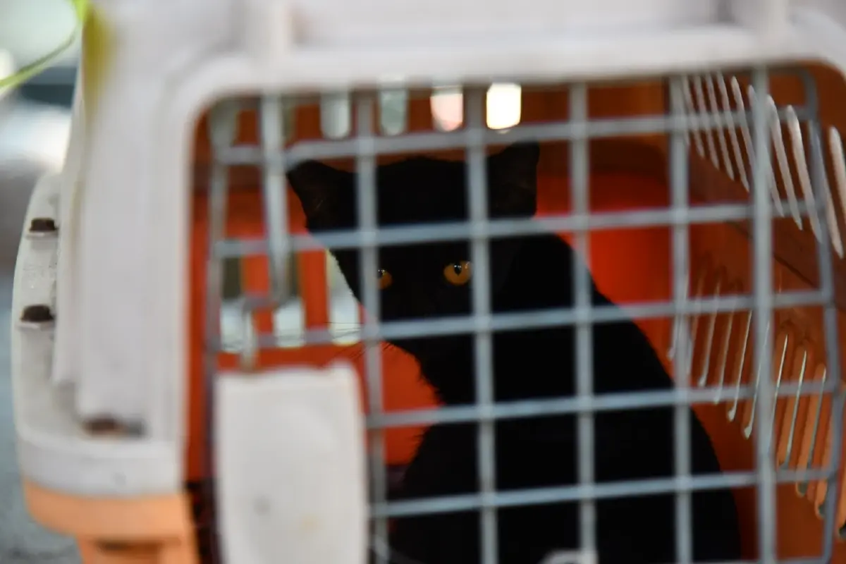 กทม. เตือนนำสัตว์มาปล่อยทิ้งมีความผิดตามกฎหมาย โทษปรับสูงสุด 4 หมื่นบาท