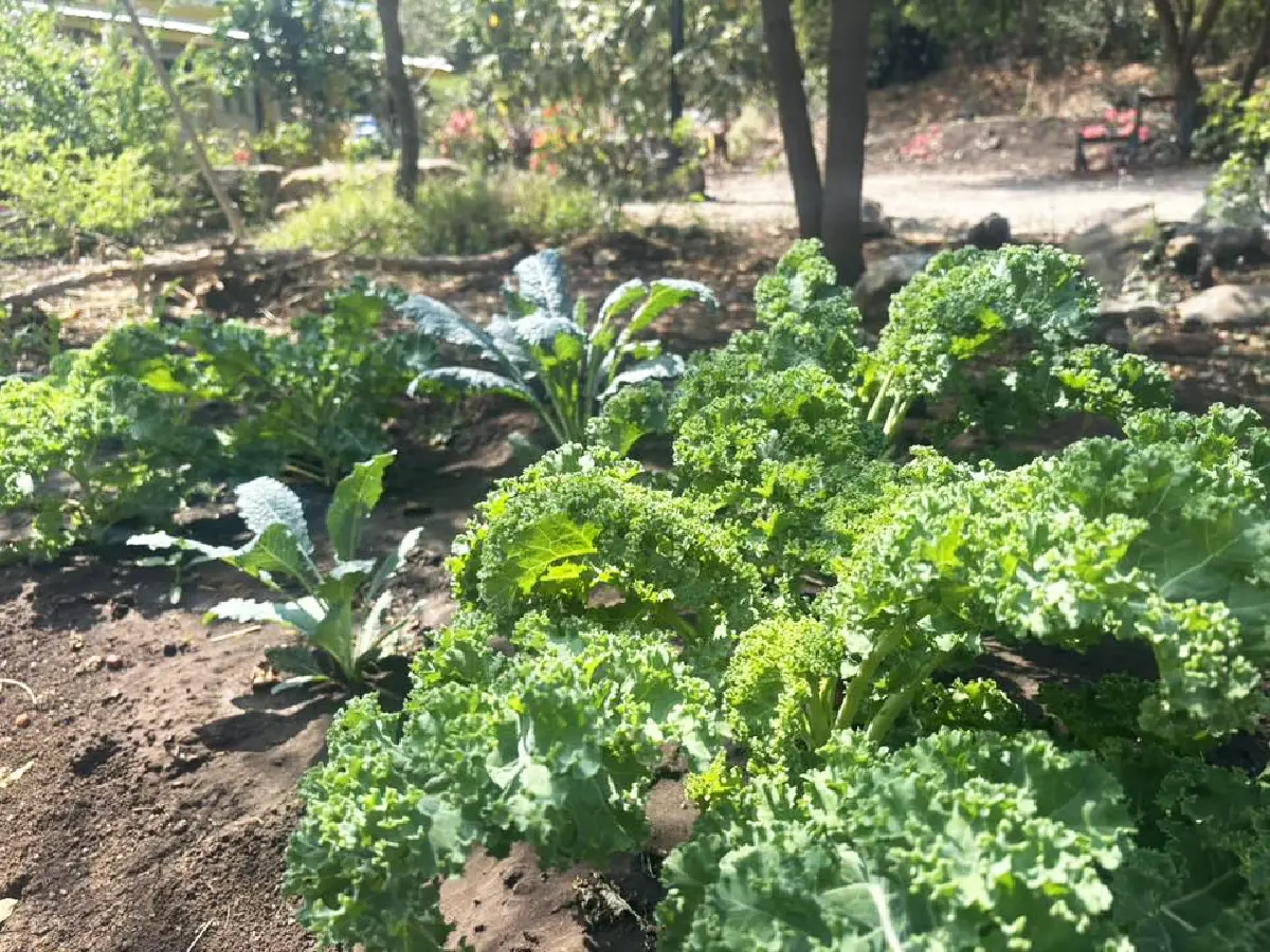 เปิดโมเดลธุรกิจเขาใหญ่ 2026 'วรรณลี ศรีจำปา' พลิกเกมรีสอร์ทล้น ปั้น Social Enterprise