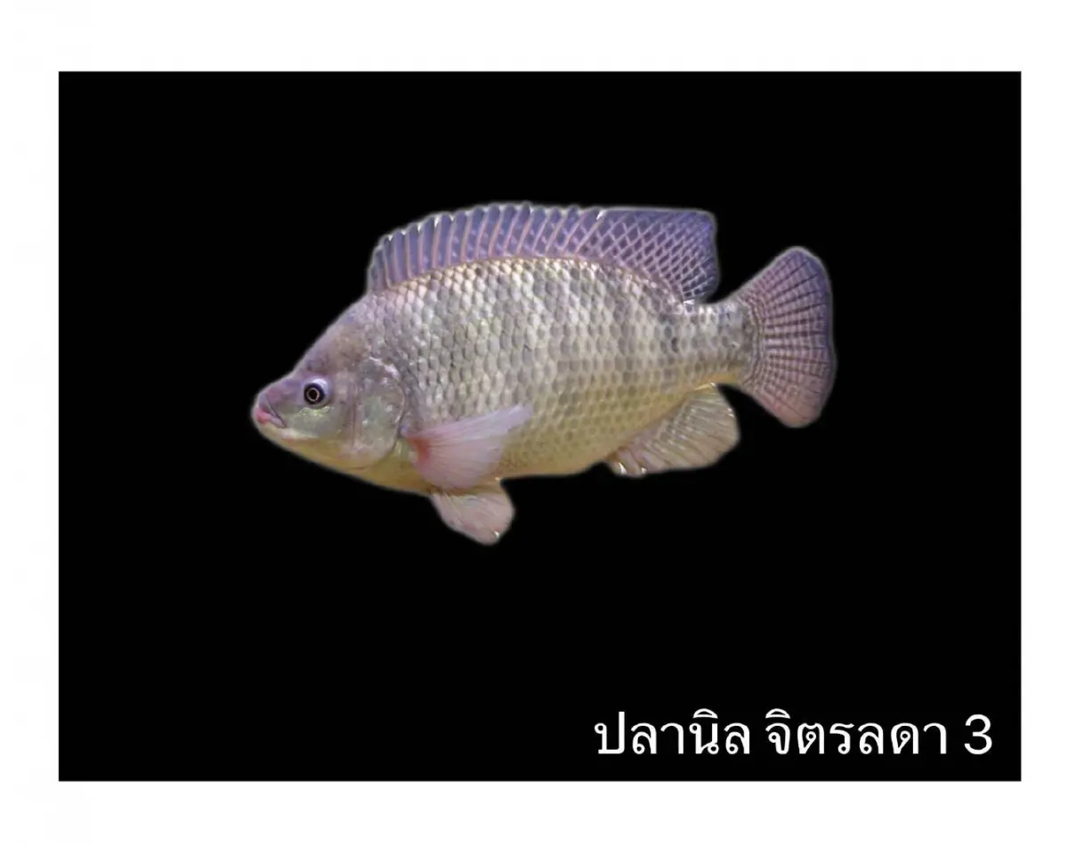 ปลานิลไทย! จากปลาพระราชทาน สู่สัตว์เศรษฐกิจ 1.4 หมื่นล้าน/ปี