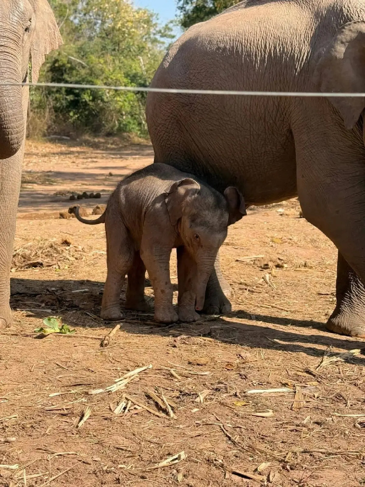 ชมความน่ารัก 'น้องกุมภา' ลูกช้างป่า วัย 7 วัน สมาชิกใหม่ป่าซับลังกา