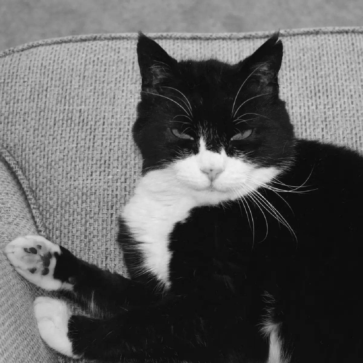 ข่าวเศร้าทาสแมว 'พาลเมอร์สตัน' นักการทูตเหมียวตัวแรกของอังกฤษ กลับดาวแมวแล้ว