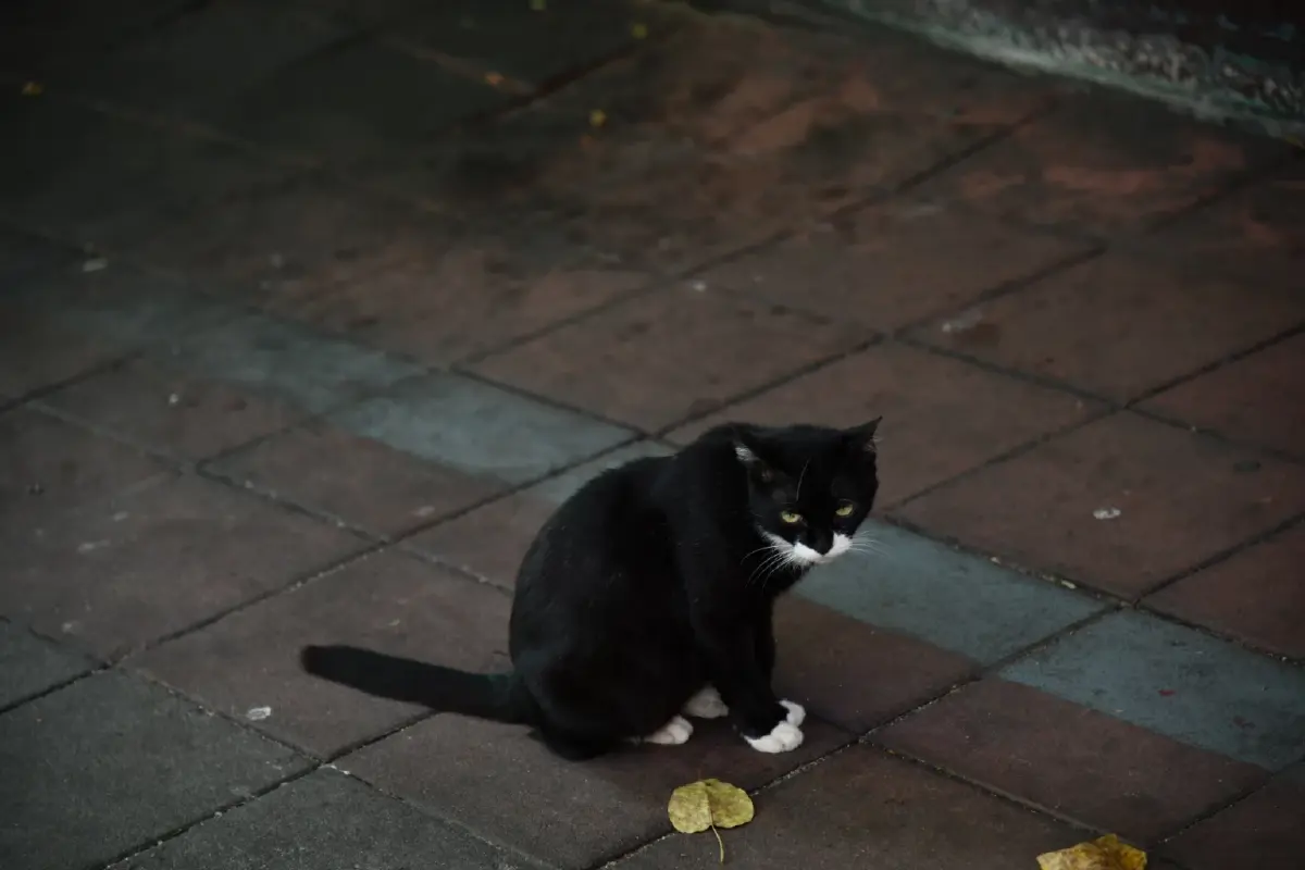 กทม. เตือนนำสัตว์มาปล่อยทิ้งมีความผิดตามกฎหมาย โทษปรับสูงสุด 4 หมื่นบาท