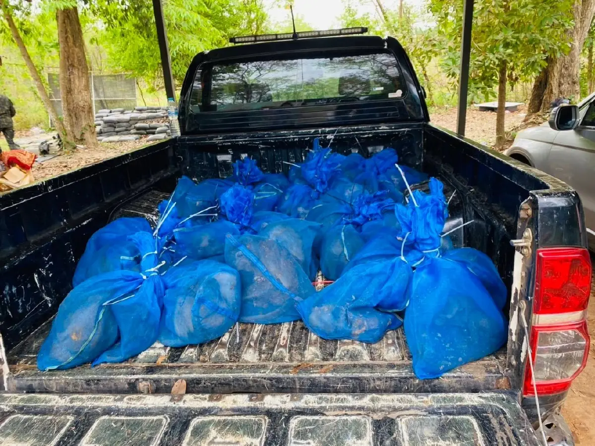 สกัดแก๊งค้าสัตว์ป่าข้ามชาติ ยึด 'ลิงแสม' 51 ตัว ถูกทิ้งไร่อ้อยชายแดนสระแก้ว