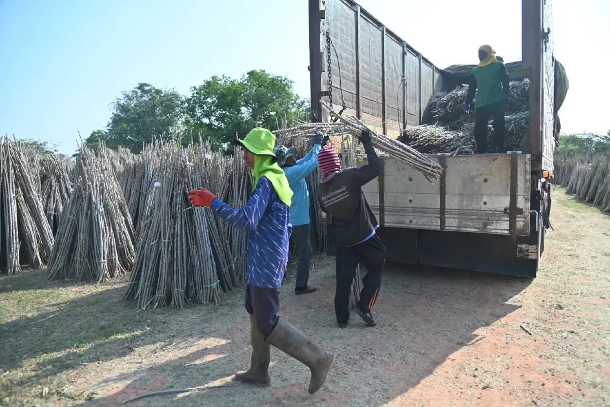 แจก 5 ล้านลำ 'ท่อนพันธุ์มันสำปะหลัง' คุณภาพ ลดเสี่ยงโรคใบด่าง ช่วยเกษตรกรลดต้นทุน