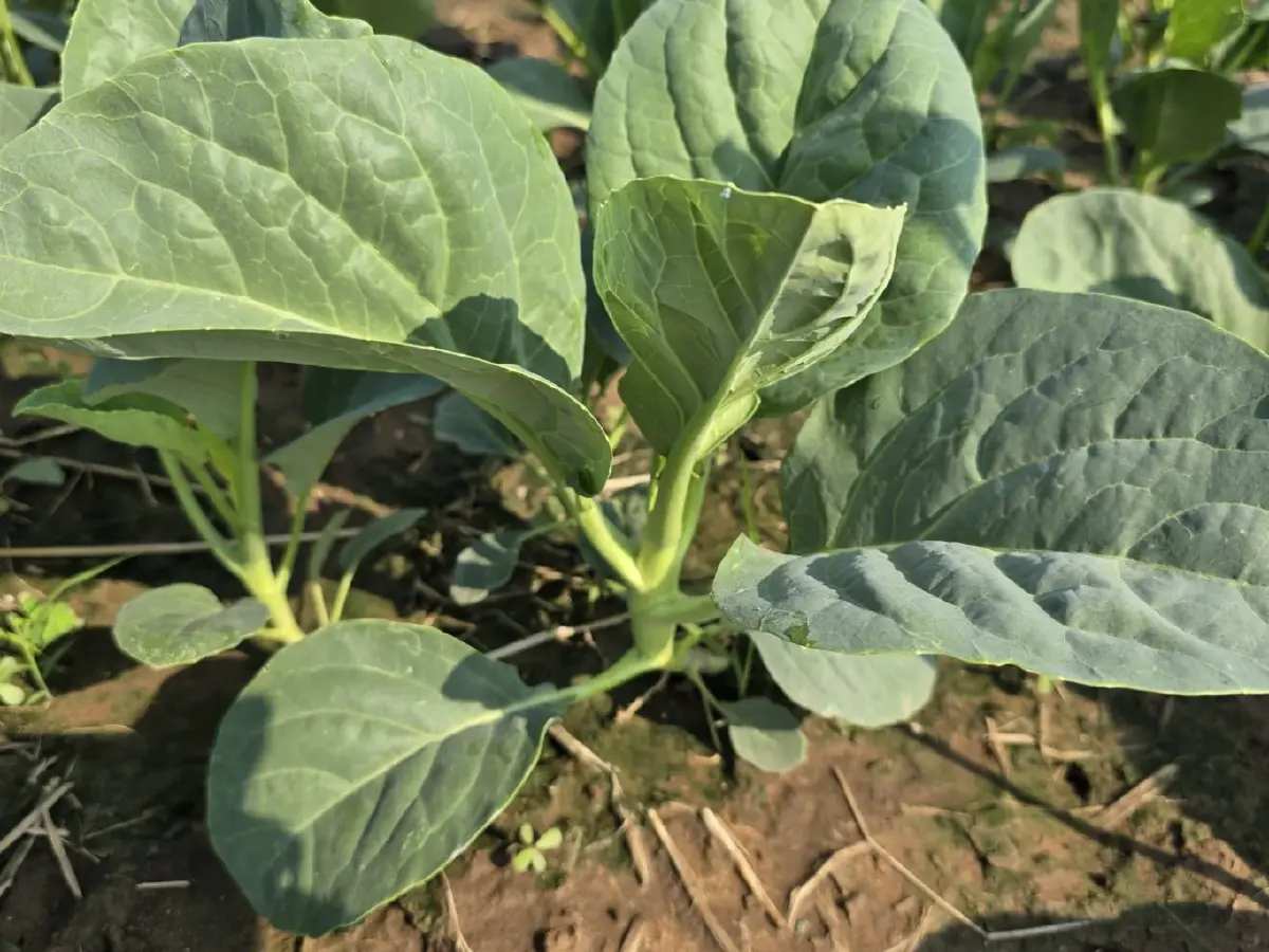 'ซิโมดิส' นวัตกรรมซินเจนทา พลิกเกมจัดการศัตรูพืชสู่ความยั่งยืน