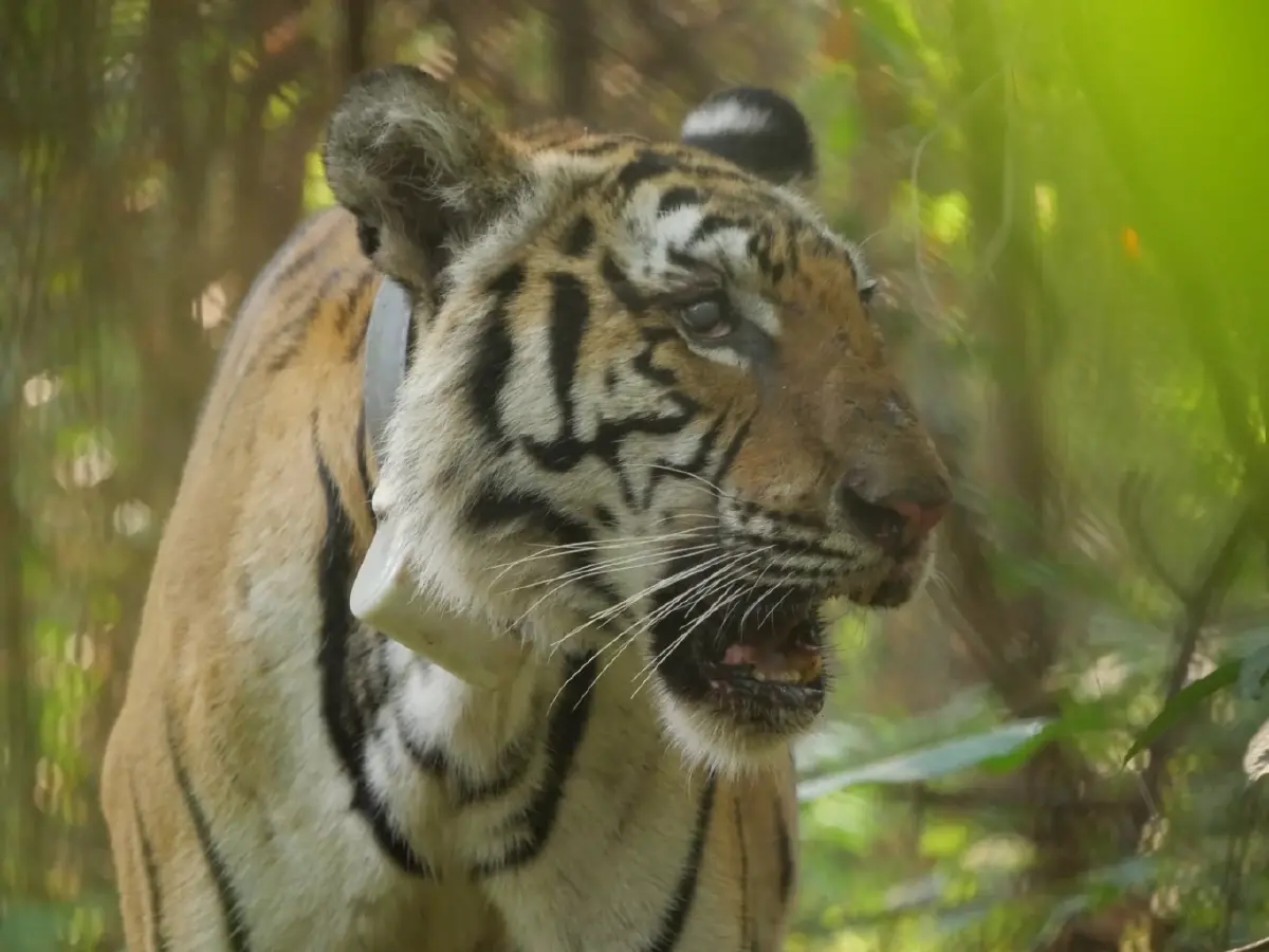 จับแล้ว 'เสือปิ่น' เสือโคร่งชรา บุกล่าสัตว์ชาวบ้าน เตรียมย้ายดูแลในกรงถาวร