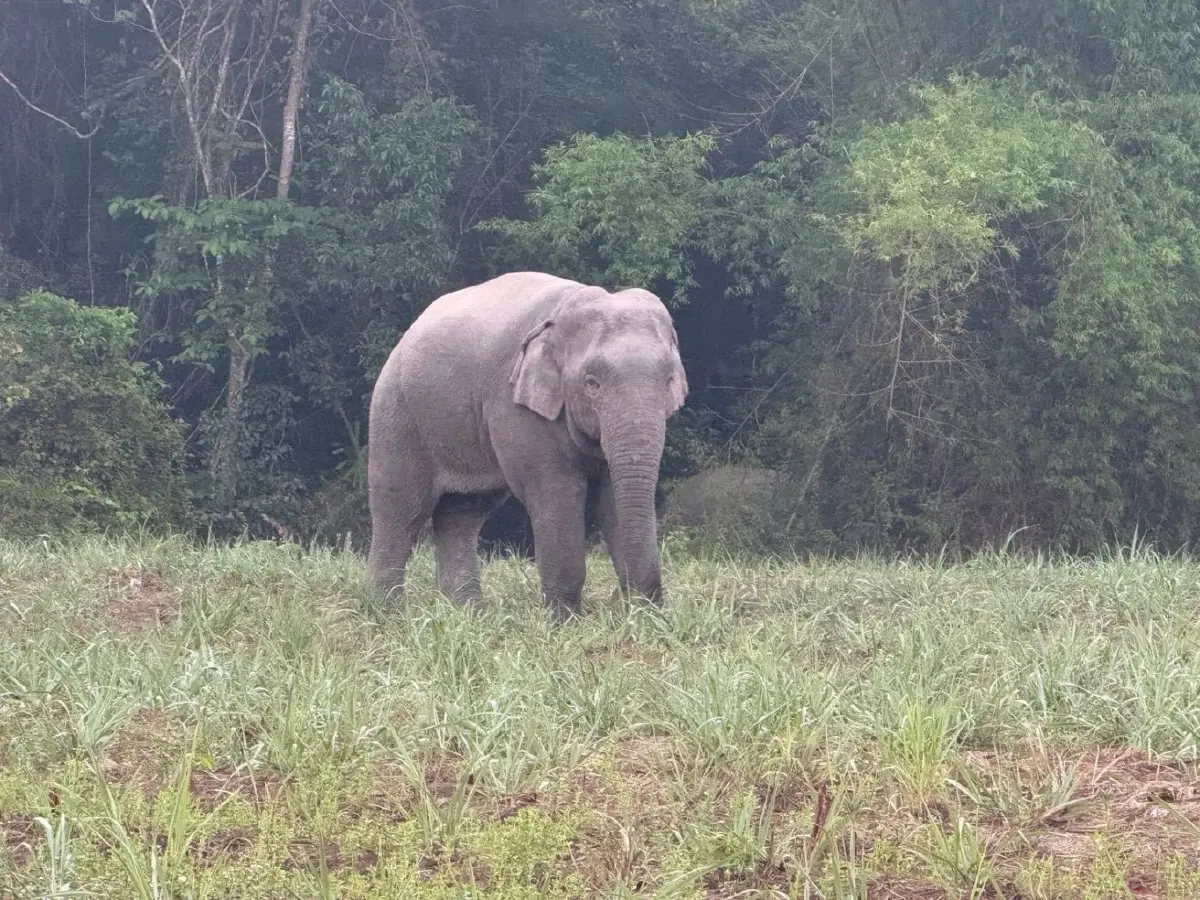 ระทึก 3 สีดอจอมป่วน พ่อใหญ่-ถัง-ดื้อ ช้างเข้าใกล้หมู่บ้านชายแดนสุรินทร์