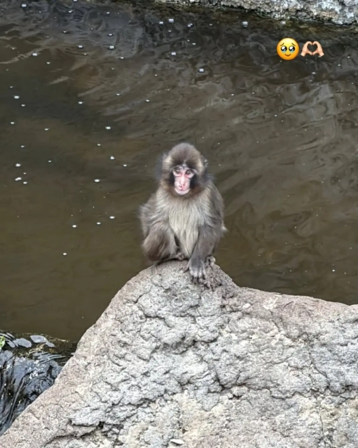 'ลิซ่า' เที่ยวญี่ปุ่น ซุ่มดูความน่ารัก พันช์คุง ลูกลิงหิมะสุดฮอต