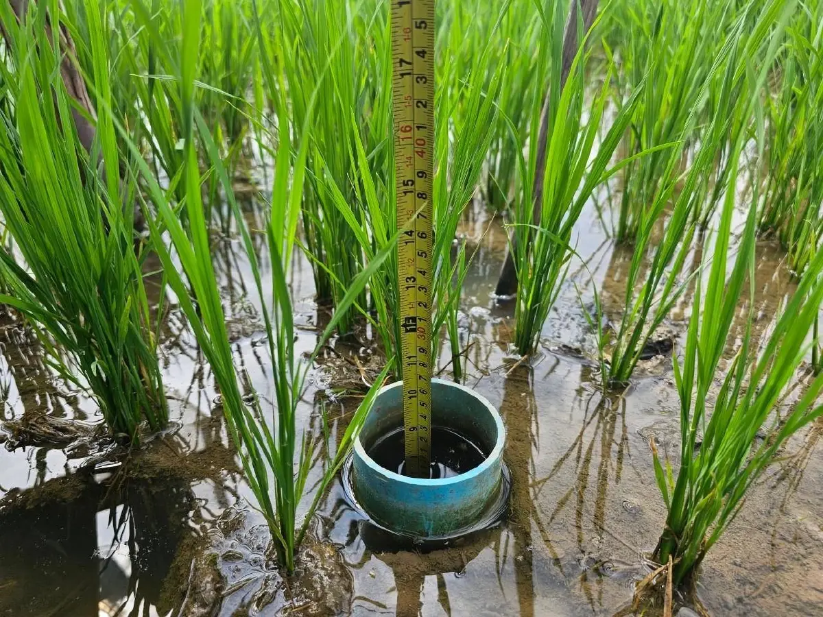 ต้นแบบ 'ข้าวโลว์คาร์บอน' ของไทย ข้าวชาวนาร่วมใจพื้นที่ภาคกลาง