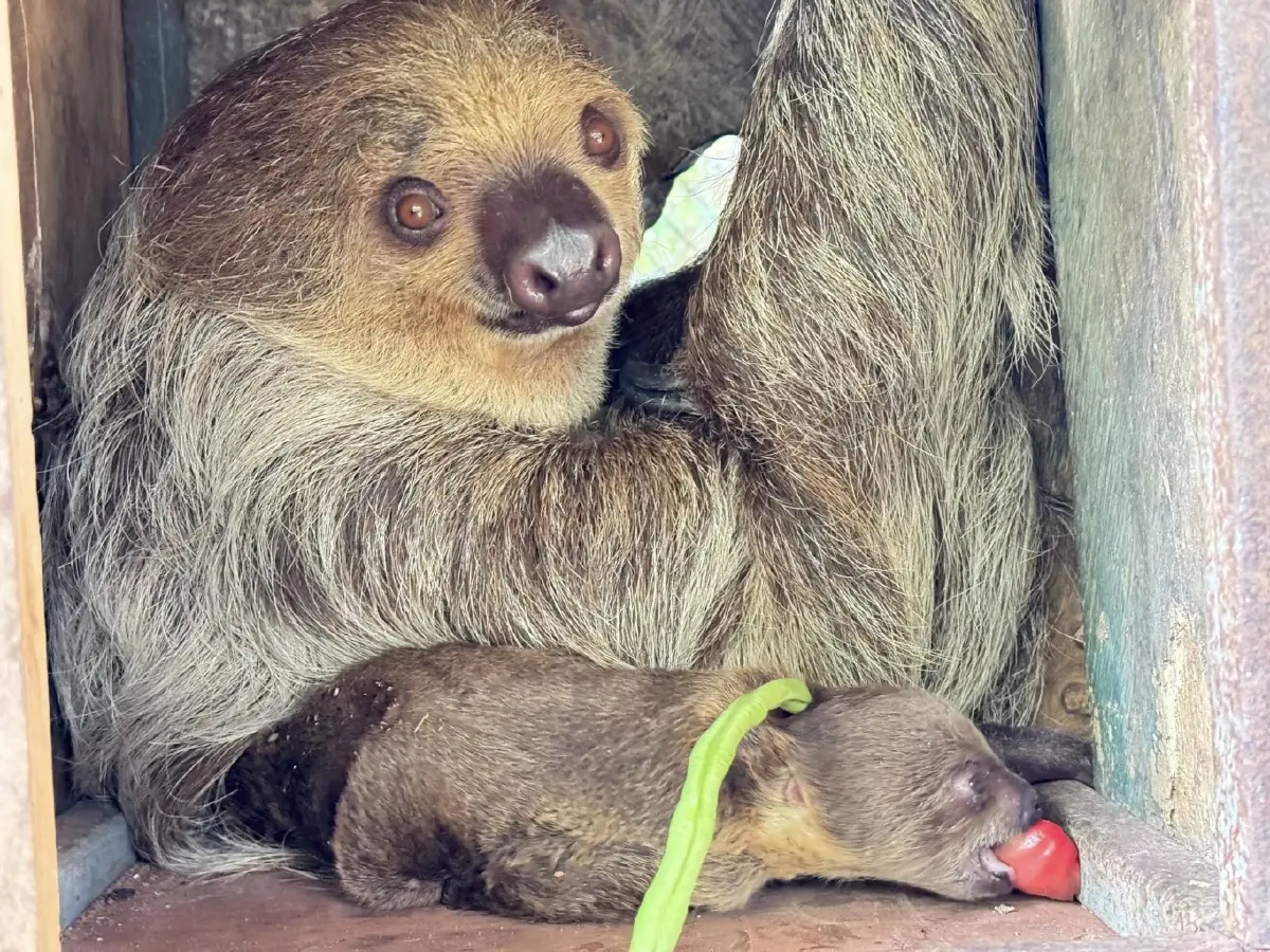 สุดน่ารัก 'ลูกสลอธสองนิ้ว' สมาชิกใหม่ สวนสัตว์เปิดเขาเขียว ชวนปชช.ร่วมตั้งชื่อ
